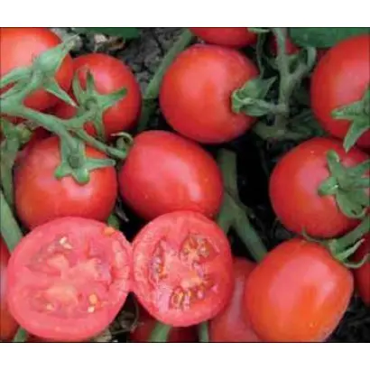 РОСТА F1 (CRX 71777) / ROSTA F1