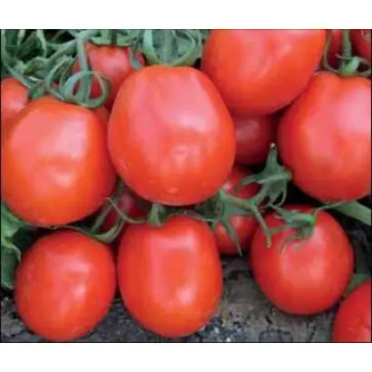 ФАНТЕР F1 (CRX 71056)