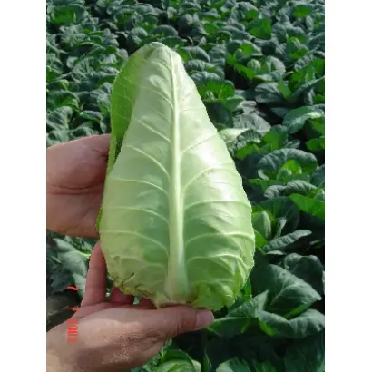 Орион  F1 / Orion F1