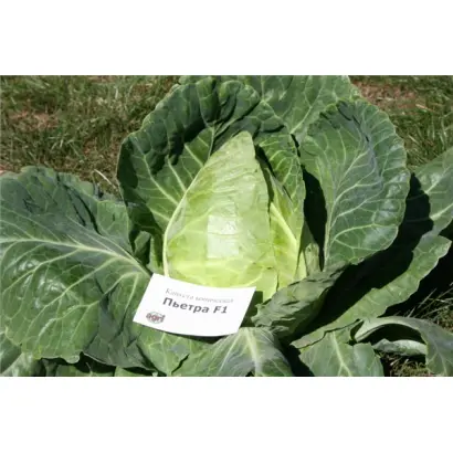 Петра F1 / Petra F1