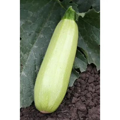 АЛЕКСАНДРИЯ F1