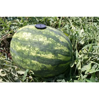 Фурия F1 (CRX 10555 F1) 