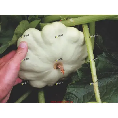 ДЕЛИКАТЕС / DELIKATES