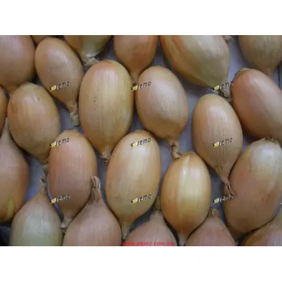 ЭЛИСТА / ELISTA