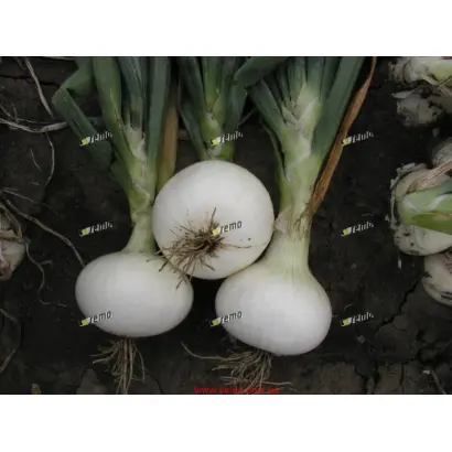 АЛБЕНКА / ALBIENKA