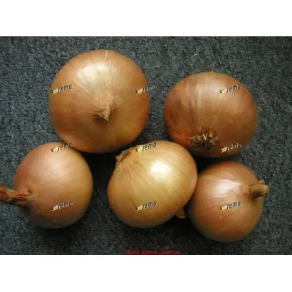 АВГУСТА / AUGUSTA