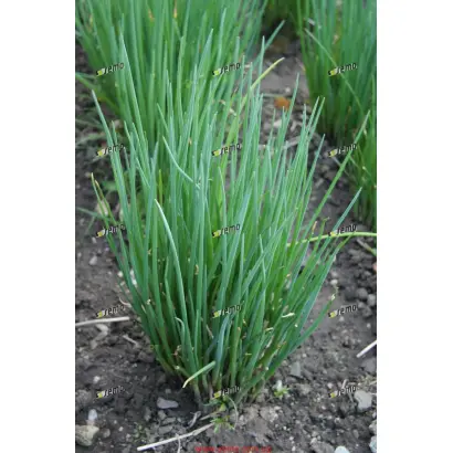 ЭРЕКТА / ERECTA