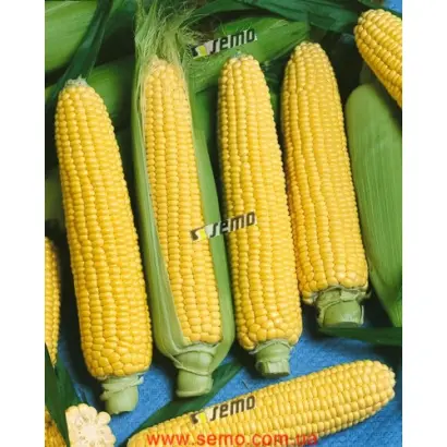 АРАНКА F1 / ARANKA F1