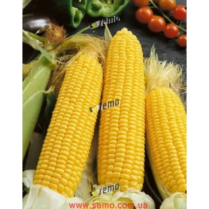 ЕЛИЗАВЕТА F1 / ALSBETA F1