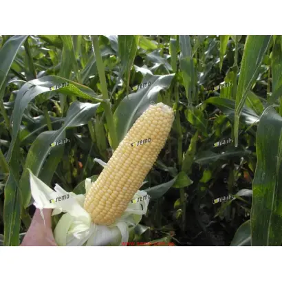 АФРОДИТА F1 / AFRODITA F1