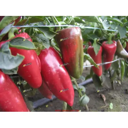 РАФАЭЛА F1 / RAFAELA F1