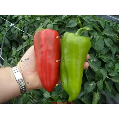 РАДУЗА F1 / RADUZA F1