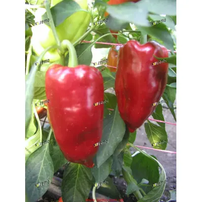 ЛУНГИ F1 / LUNGY F1