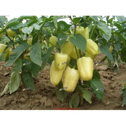 АМИКА F1 / AMYKA F1