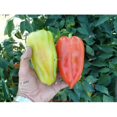 СЛАВИ F1 / SLAVY F1