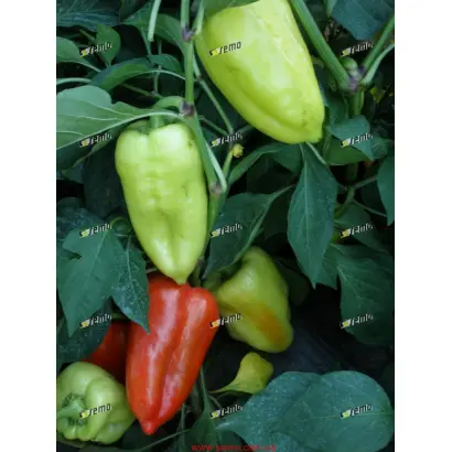 СЛОВАНА F1 / SLOVANA F1