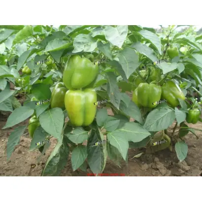 САСКИЯ F1 / SASKIA F1