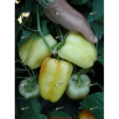 КВАДРИ F1 / KVADRY F1