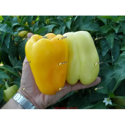 ГЕЛБИ F1 / GELBY F1