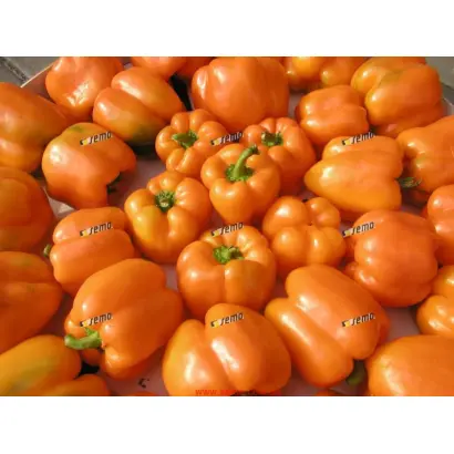 ОРЕНИ F1 / ORENY F1