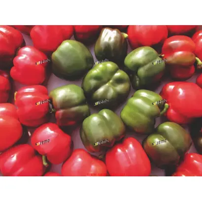 РУБИКА F1 / RUBIKA F1