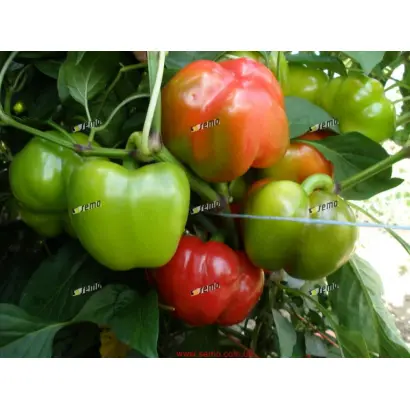 ТАМИНА F1 / TAMINA F1