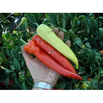 СЕМАРОГ / SEMAROH