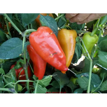 ОСТРИ F1 / OSTRY F1