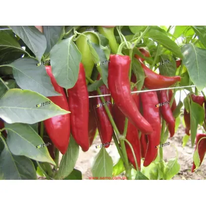 ДРАКИ F1 / DRAKY F1