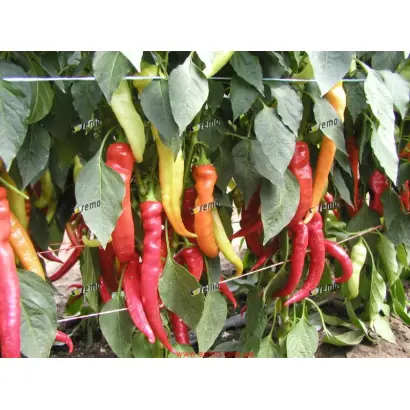 ПАЛИВЕЦ / PALIVEC