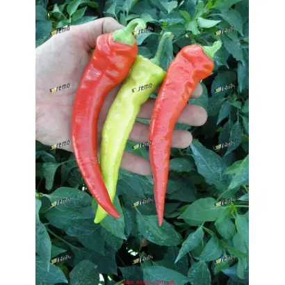 ОГНИВЕЦ / OHNIVEC