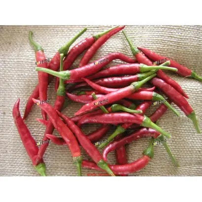 ДАМИАН / DAMIAN