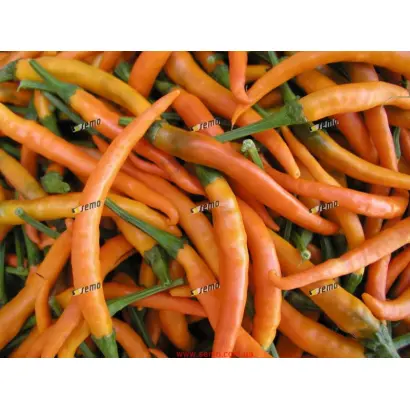 КИЛИАН / KILIAN