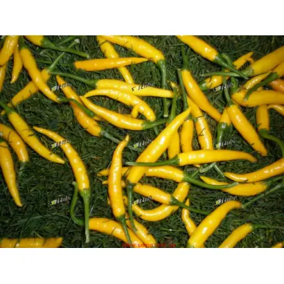 КРИСТИАН / KRISTIAN