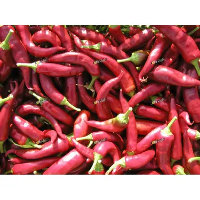 ГОДОНИНСКАЯ / HODONINSKA