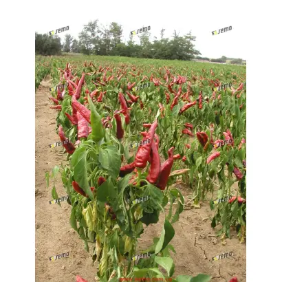 КУРКУЛКА / KURKULKA