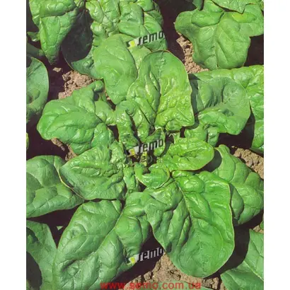 МАТАДОР / MATADOR