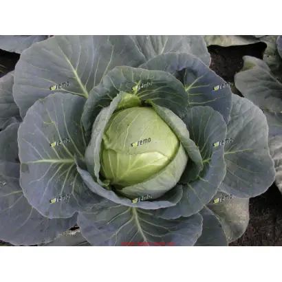 УНИКАТ F1 / UNIKAT F1