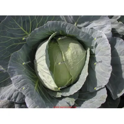 КОРИНО F1 / KORINO F1