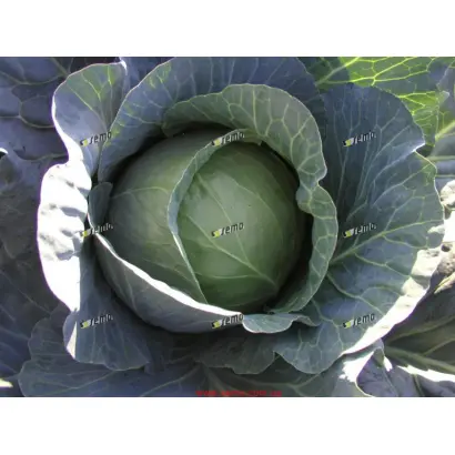 ПАВЛО F1 / PAVLO F1