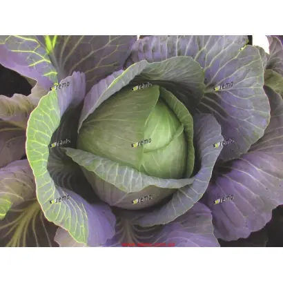 ТРВАЛО F1 / TRVALO F1