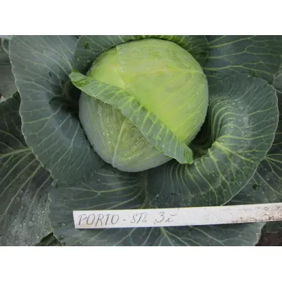 ПОРТО F1 / PORTO F1