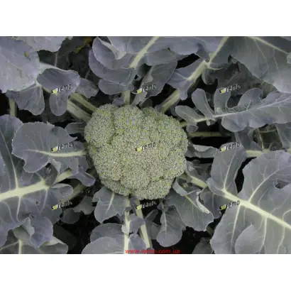 ЛЮСИЯ F1 / LUCIE F1