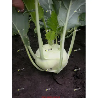 ДВОРАНА / DVORANA