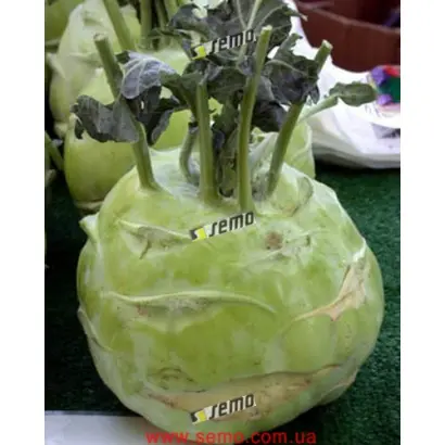 ГИГАНТ / GIGANT