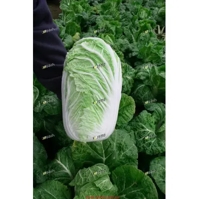 КОНКОРД F1 / CONCORD F1