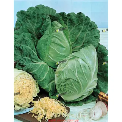 ПРЕДЗВЕСТ / PŘEDZVĚST