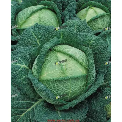 ВЕРТУС 2 / VERTUS 2