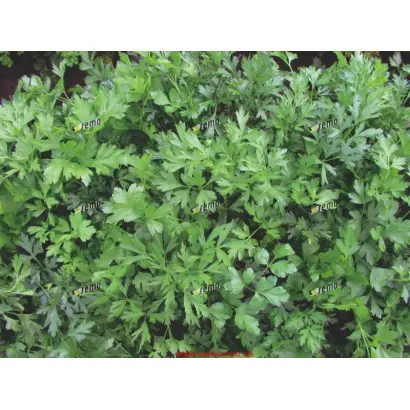 ФЕСТИВАЛЬ / FESTIVAL