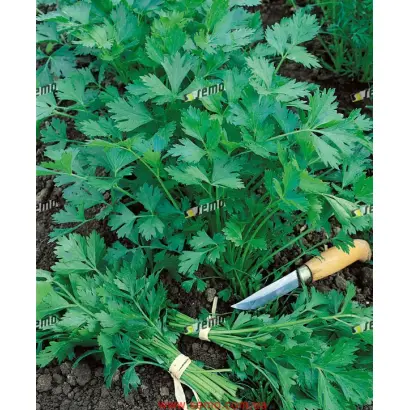 ИТАЛЬЯНСКАЯ ГИГАНТЭЛА / GIGANTE D´ITALIA